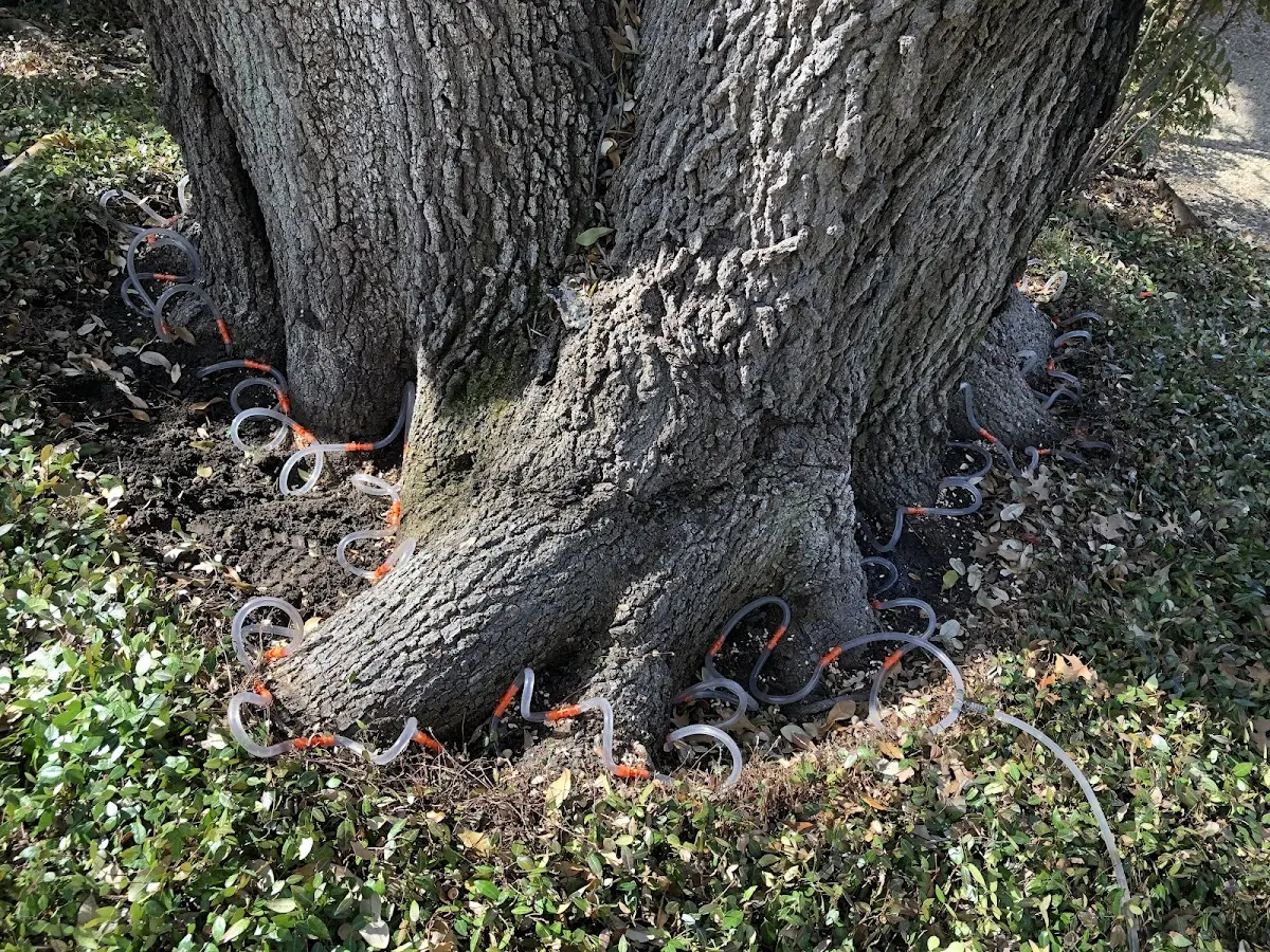 Detailed Tree Cabling and Bracing job site in Panguitch